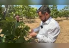 Seki Muhtarı Adem Uysal ile incir bahçelerinde üreticilerin sorunları ele alındı: Destek ve ihracat talebi öne çıktı