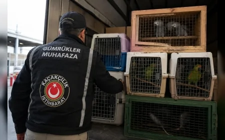 Ticaret Bakanlığı Gümrükler Muhafaza ekiplerinden 29 operasyonda 58 bin 519 canlı hayvana kaçakçılık müdahalesi