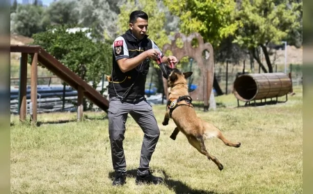 Ankara Büyükşehir Belediyesi’nin 14 K9 köpeği Başkent’te park ve tarihi bölgelerde 7 gün 24 saat görev yapıyor