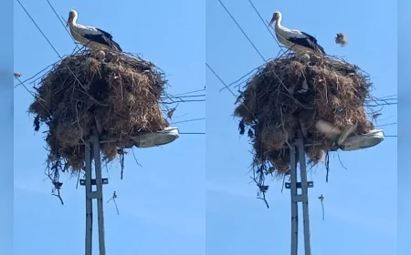 Çorum’da leylek yuvaları onlarca kuşa güvenli yaşam alanı sağlıyor
