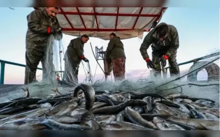 TÜRKİYE’DE DENİZLERDE BALIKÇILIKTA YENİ AV SEZONU 1 EYLÜL’DE BAŞLIYOR