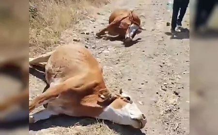 Çorum’un Laçin ilçesinde merada otlayan hayvanlardan 6’sı telef oldu