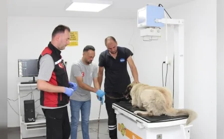 Giresun’da Aracın Üzerinden Geçtiği Yaralı Köpek Belediye Ekiplerince Tedavi Altına Alındı