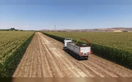 Ankara’da çiftçiden alınan mısır silajları hayvan yetiştiricilerine yüzde 50 hibeyle dağıtılacak