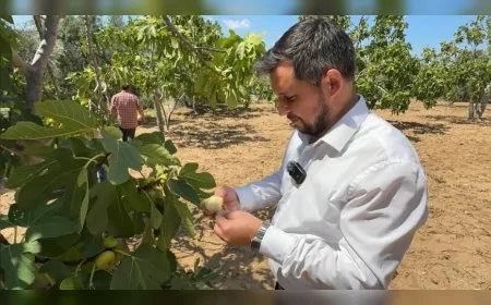 Seki Muhtarı Adem Uysal ile incir bahçelerinde üreticilerin sorunları ele alındı: Destek ve ihracat talebi öne çıktı