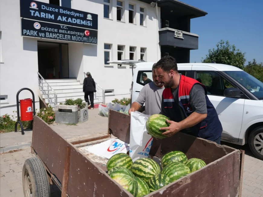 Düzce Belediyesi Tarım Akademisi’nde yetiştirilen karpuzlar ihtiyaç sahibi ailelere ulaştırıldı