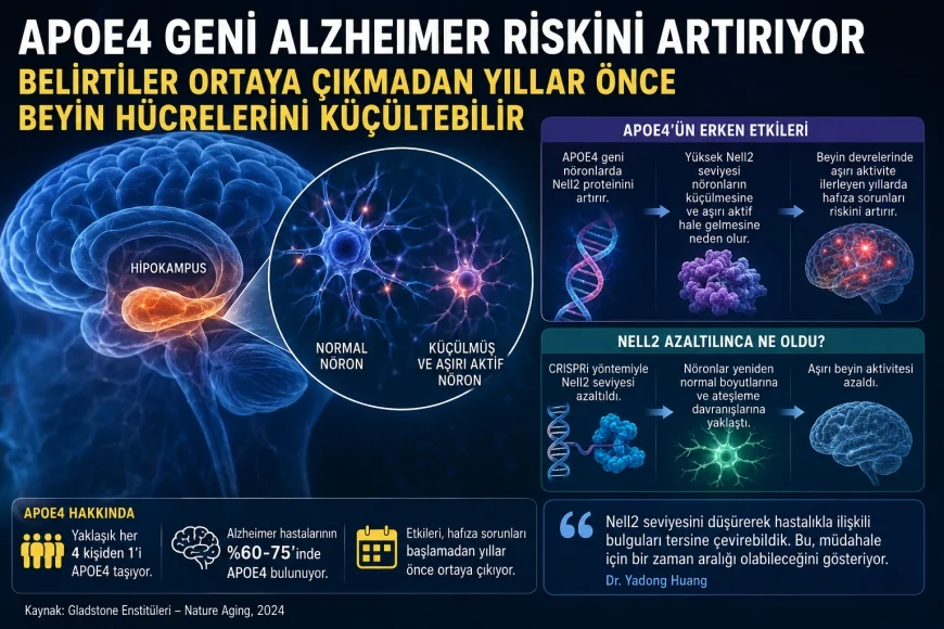 Alzheimer riskini artıran APOE4 geni belirtilerden yıllar önce beyin hücrelerini küçültebilir