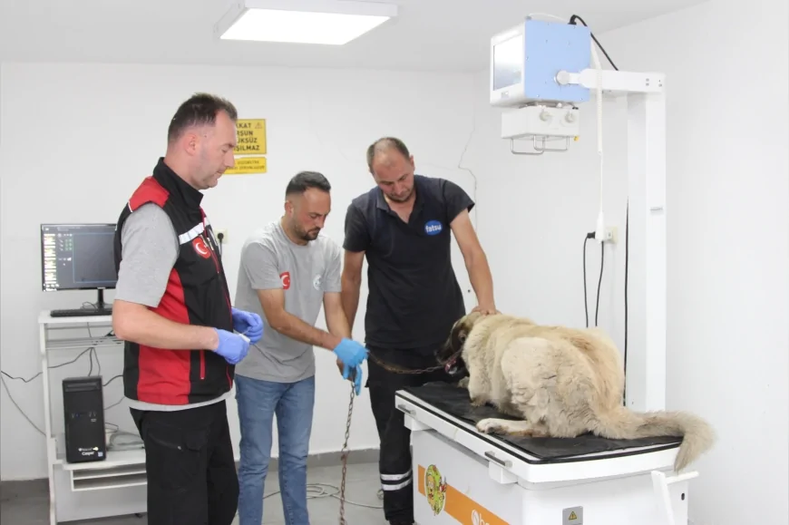 Giresun’da Aracın Üzerinden Geçtiği Yaralı Köpek Belediye Ekiplerince Tedavi Altına Alındı