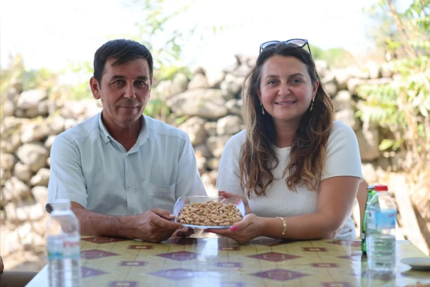 Yunusemre’de Manisa Yuntdağı Fıstığı Hasat Şenliği için hazırlıklar sürüyor