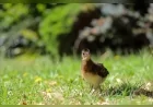 ESKİŞEHİR’DE NESLİ TEHDİT ALTINDAKİ KUZEY MİĞFERLİ HOKKO YAVRUSU SAĞLIKLI ŞEKİLDE DÜNYAYA GELDİ
