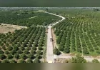 Muğla Büyükşehir Belediyesi Köyceğiz’de 7 Güzergâhta Yol Çalışmalarını Sürdürüyor