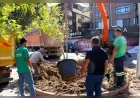 Yalova’da Atatürk’ün çınar mirası yenileniyor, risk taşıyan 11 anıt ağacın yerine yeni çınarlar dikiliyor