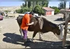 Ankara’da küçük aile işletmelerine 12,5 milyon TL veteriner desteği 3 ayda 18 bin 159 işlem yapıldı