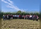 İzmir’de silajlık mısıra alternatif sorgum sudan otu melezi 30 dekarlık alanda hasat edildi