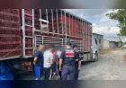 İçişleri Bakanlığı: “81 ildeki denetimlerde 19 organizatör ile 230 düzensiz göçmen yakalandı”