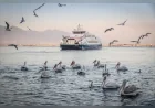 İZDENİZ Genel Müdürü Akın Satkan: “Yolcularımızın görüşleri bize yol gösteriyor”