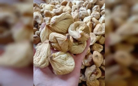 Bozdoğan’da kuru incirin sezonun ilk fiyatı kilogram başına 400 liradan oluştu