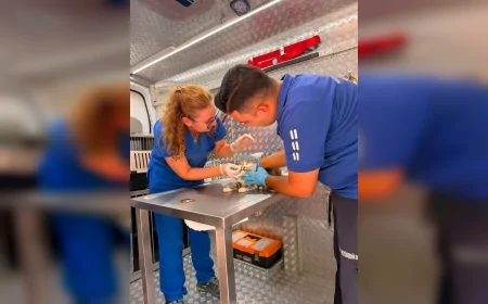 Muğla Büyükşehir Belediyesi Yaraş’taki Orman Yangınında Etkilenen Hayvanlara Acil Müdahale Etti