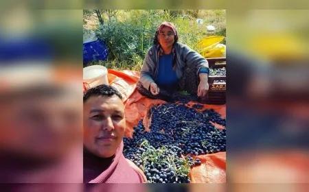 Zeytin Üreticisi Arif Çakır: “Mut zeytininde kalite yüksek, üreticinin kazancı düşük”