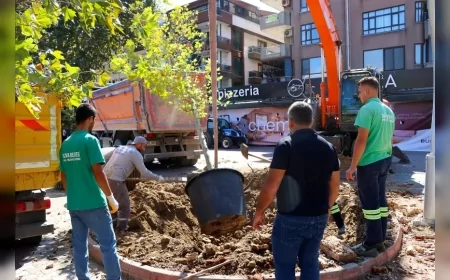 Yalova’da Atatürk’ün çınar mirası yenileniyor, risk taşıyan 11 anıt ağacın yerine yeni çınarlar dikiliyor