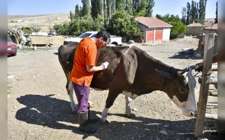 Ankara’da küçük aile işletmelerine 12,5 milyon TL veteriner desteği 3 ayda 18 bin 159 işlem yapıldı