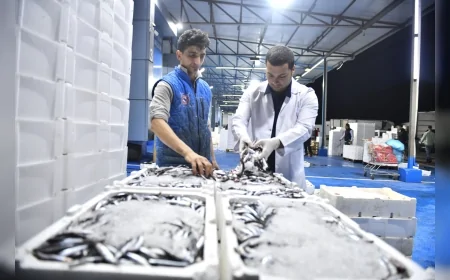 Ankara Büyükşehir Belediyesi Balık Hali’nde denetimleri sıklaştırdı balıklar tezgâha çıkmadan kontrolden geçiyor