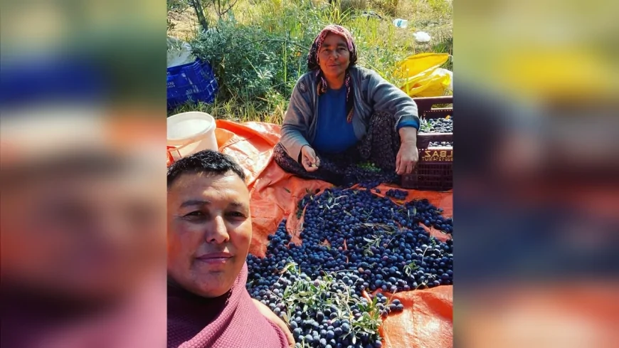 Zeytin Üreticisi Arif Çakır: “Mut zeytininde kalite yüksek, üreticinin kazancı düşük”
