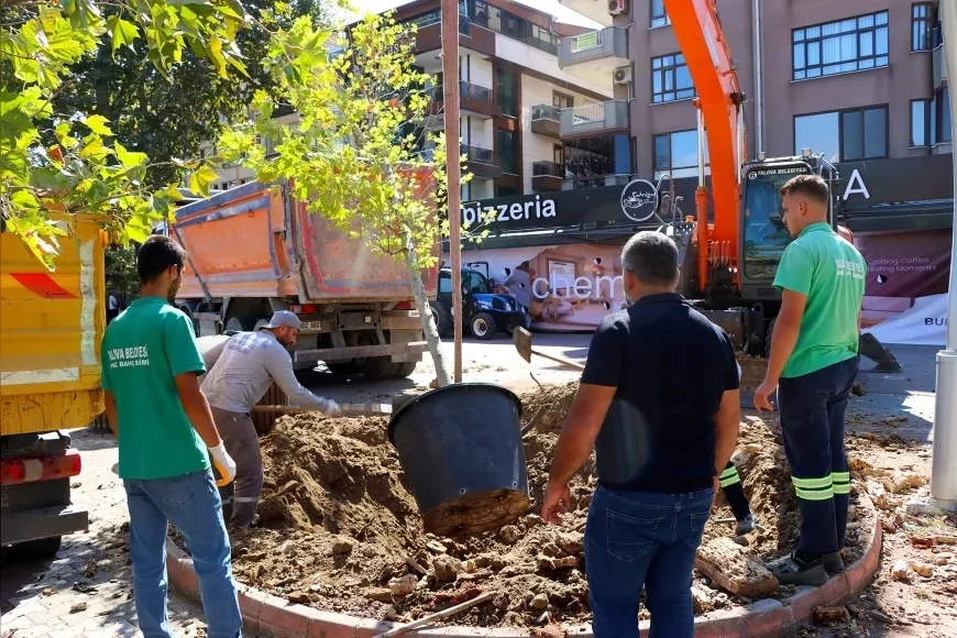 Yalova’da Atatürk’ün çınar mirası yenileniyor, risk taşıyan 11 anıt ağacın yerine yeni çınarlar dikiliyor