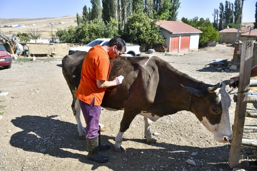 Ankara’da küçük aile işletmelerine 12,5 milyon TL veteriner desteği 3 ayda 18 bin 159 işlem yapıldı