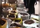 Düzce Kuzu Kestanesi Hamidiye Pazaryerinde Tezgahlara İndi, Türkiye’nin Dört Bir Yanından Tüccarlar Pazarlık İçin Geldi