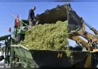 ANKARA BÜYÜKŞEHİR BELEDİYESİ ATA ÇİFTLİĞİ’NDE HASAT EDİLEN SİLAJLIK MISIRLARI KÜÇÜK AİLE İŞLETMELERİNE ÜCRETSİZ DAĞITACAK