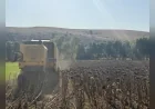 Çorum Belediyesi’nin Ektiği Ayçiçekleri Hasat Edildi, Üretilecek Yağlar İhtiyaç Sahibi Ailelere Dağıtılacak
