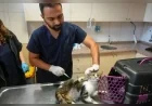 Maltepe Belediyesi Veteriner İşleri Müdürlüğü Sahipsiz Hayvanlara Ücretsiz Tedavi Sunuyor: “Günde Yaklaşık 130 Kedi ve Köpeğe Hizmet Veriyoruz”