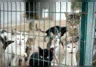 Mersin Büyükşehir Belediyesi 2019’dan Bu Yana 11 Bin 29 Kedi ve Köpeği Sahiplendirdi