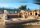Mersin Akdeniz Belediyesi Hayvan Barınağında Yağış Sonrası İyileştirme Çalışmaları Başlattı