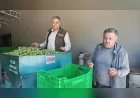 Aydın Karacasu’da Zeytin Üreticilerinden Feryat: “Maliyetler 30 TL’yi Geçti, Zeytini 20 TL’ye Satarsak Batarız”