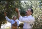 Manavgat Belediyesi 3. Zeytin ve Zeytinyağı Festivali ile Yerel Üretimi ve Geleneksel Zeytin Kültürünü Buluşturacak