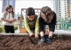 ÇANKAYA BELEDİYESİ ŞEKER PORTAKALI KREŞİ’NDE MİNİKLER KIŞLIK SEBZE FİDELERİNİ TOPRAKLA BULUŞTURDU