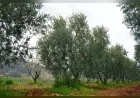 ESKİŞEHİR BÜYÜKŞEHİR BELEDİYESİNİN ÖDÜLLÜ DORLİON ZEYTİNYAĞINDA ERKEN HASAT TAMAMLANDI