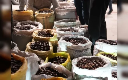 Düzce Kuzu Kestanesi Hamidiye Pazaryerinde Tezgahlara İndi, Türkiye’nin Dört Bir Yanından Tüccarlar Pazarlık İçin Geldi