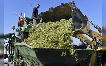 ANKARA BÜYÜKŞEHİR BELEDİYESİ ATA ÇİFTLİĞİ’NDE HASAT EDİLEN SİLAJLIK MISIRLARI KÜÇÜK AİLE İŞLETMELERİNE ÜCRETSİZ DAĞITACAK