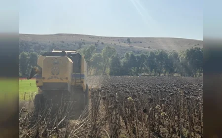 Çorum Belediyesi’nin Ektiği Ayçiçekleri Hasat Edildi, Üretilecek Yağlar İhtiyaç Sahibi Ailelere Dağıtılacak
