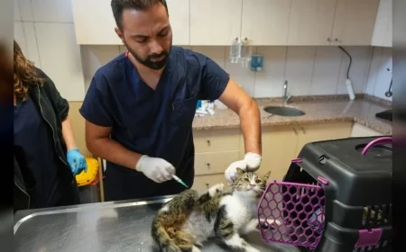 Maltepe Belediyesi Veteriner İşleri Müdürlüğü Sahipsiz Hayvanlara Ücretsiz Tedavi Sunuyor: “Günde Yaklaşık 130 Kedi ve Köpeğe Hizmet Veriyoruz”