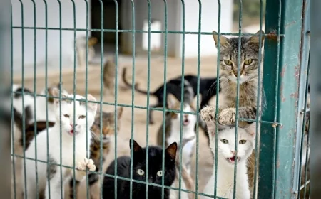 Mersin Büyükşehir Belediyesi 2019’dan Bu Yana 11 Bin 29 Kedi ve Köpeği Sahiplendirdi