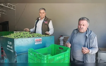 Aydın Karacasu’da Zeytin Üreticilerinden Feryat: “Maliyetler 30 TL’yi Geçti, Zeytini 20 TL’ye Satarsak Batarız”