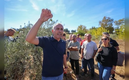 Buca Belediyesi’nin Sertifikalı Zeytin Budama Eğitimi Tamamlandı, Üreticilere Sertifikaları Verildi