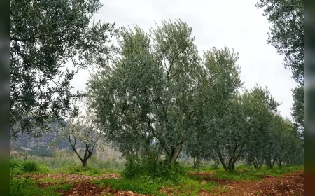 ESKİŞEHİR BÜYÜKŞEHİR BELEDİYESİNİN ÖDÜLLÜ DORLİON ZEYTİNYAĞINDA ERKEN HASAT TAMAMLANDI