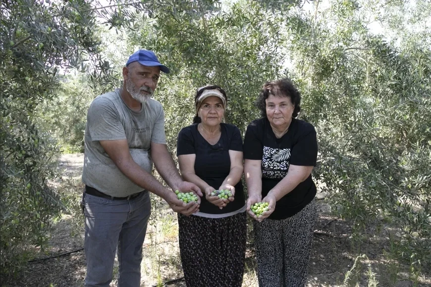 Mersin Büyükşehir’in zeytin fidanları ürün verdi, üreticiler hasat sevincini yaşıyor