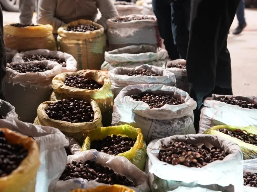 Düzce Kuzu Kestanesi Hamidiye Pazaryerinde Tezgahlara İndi, Türkiye’nin Dört Bir Yanından Tüccarlar Pazarlık İçin Geldi