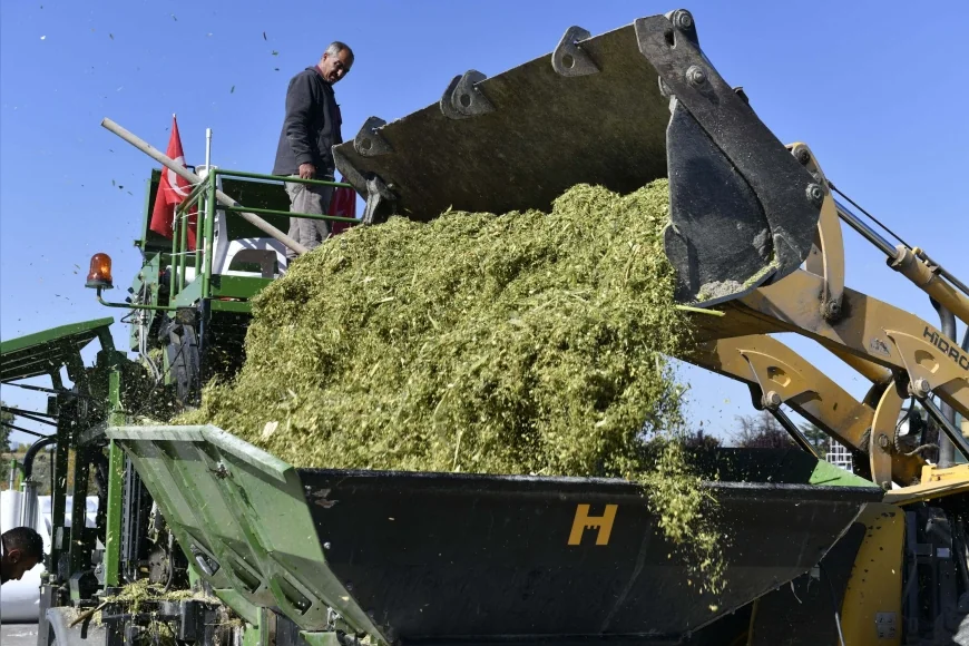 ANKARA BÜYÜKŞEHİR BELEDİYESİ ATA ÇİFTLİĞİ’NDE HASAT EDİLEN SİLAJLIK MISIRLARI KÜÇÜK AİLE İŞLETMELERİNE ÜCRETSİZ DAĞITACAK